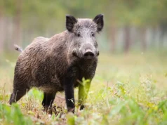 В Техасе наблюдается наплыв диких кабанов в жилые районы