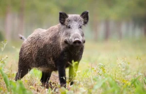 В Техасе наблюдается наплыв диких кабанов в жилые районы